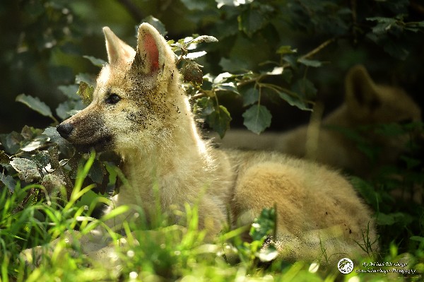 Polarwölfe Arctic wolves Anyu Nova Yuki